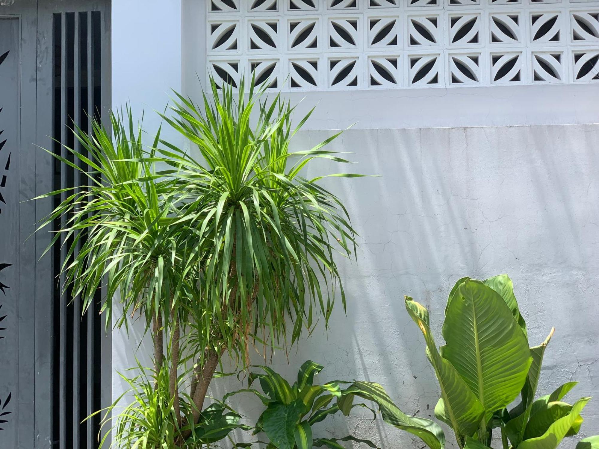 Tina House Apartment Da Nang Exteriör bild